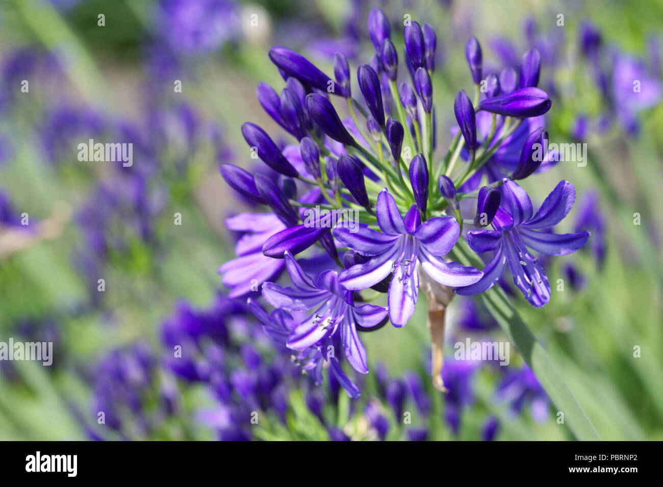 Agapanthus "Stella del Nord' Fiori. Foto Stock