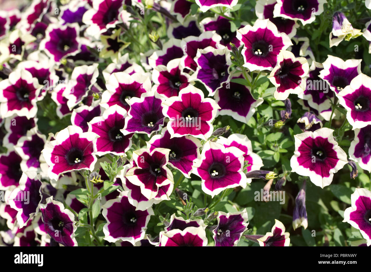 La Petunia Cascadia Rim fiori di magenta. Foto Stock