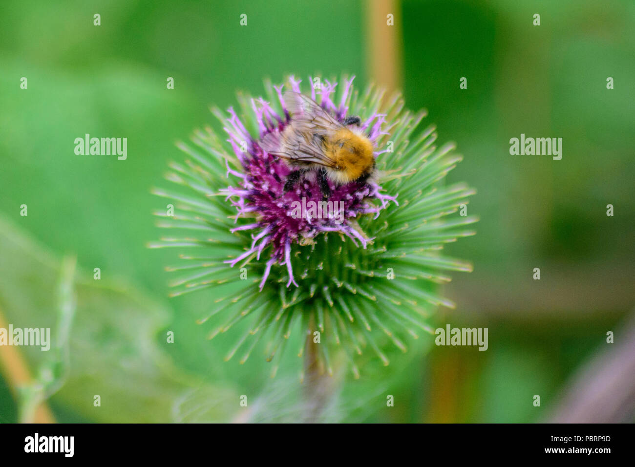 Carda comune bee alimentazione off di un fiore di bardana presso la Valle di Avon a piedi in Chippenham Foto Stock