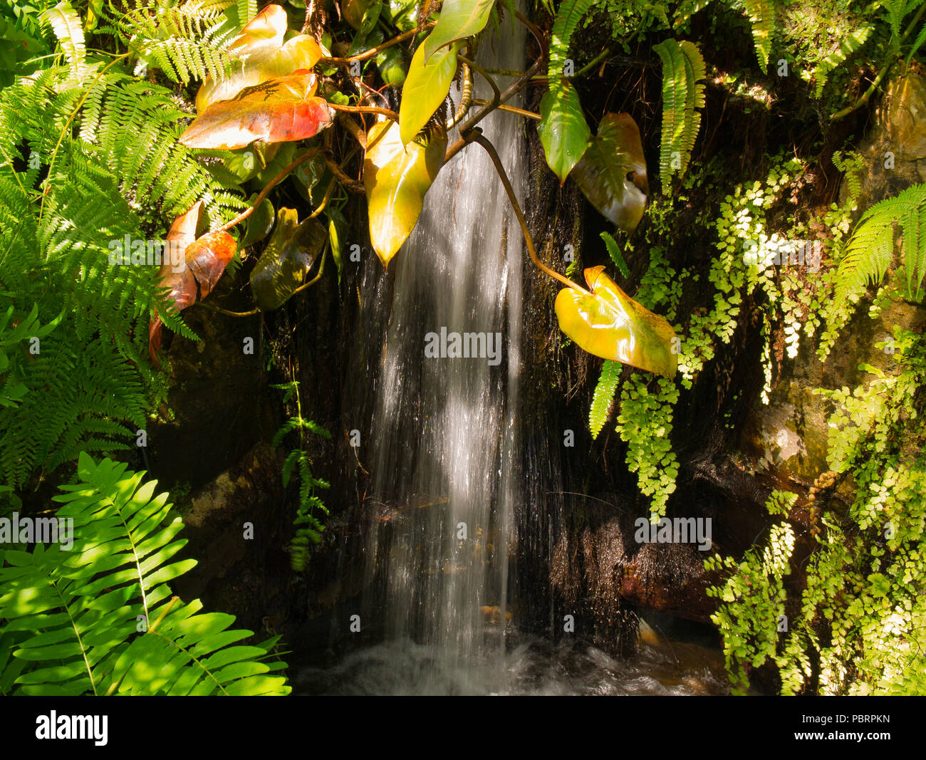 Sorgente di acqua con macchie di luce dal sole e diverse piante, simile a una piccola cascata tropicale Foto Stock