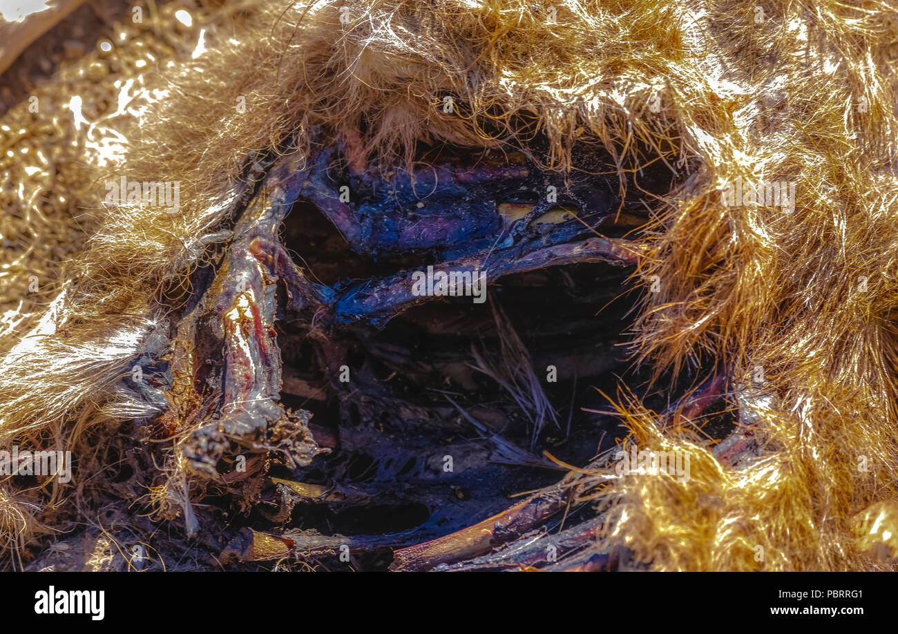 Close up di dead fulvo sul marciapiede Foto Stock