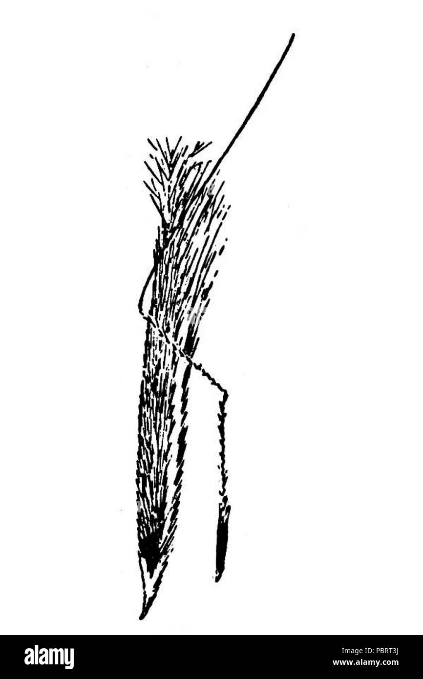 Achnatherum occidentale HC-1950. Foto Stock