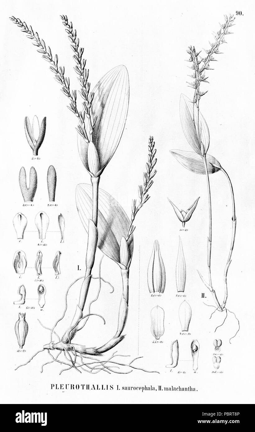 Acianthera saurocephala (come Pleurothallis saurocephala) - Acianthera malachantha (come Pleurothallis malachantha) - Flora Brasiliensis 3-4-90. Foto Stock