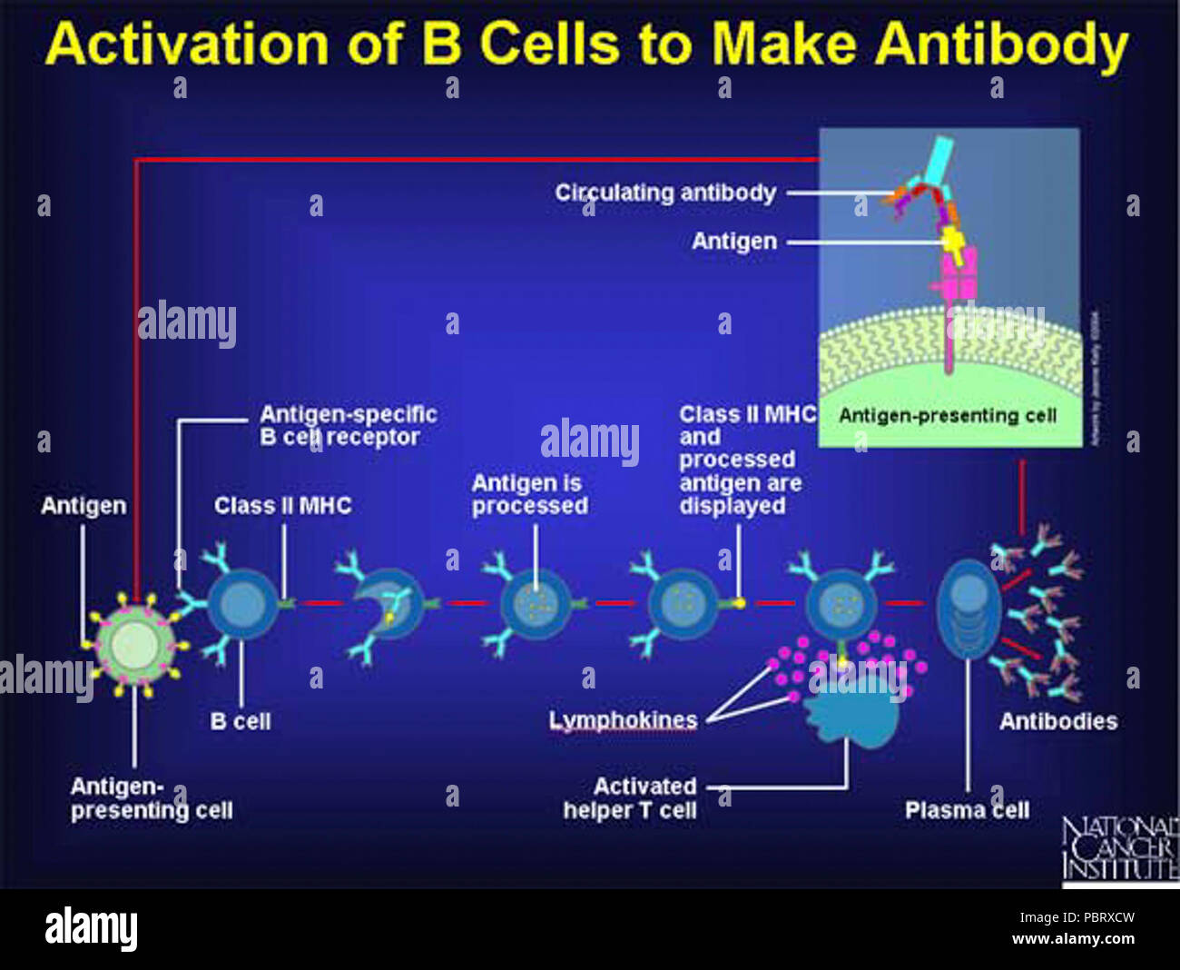 L'attivazione di cellule B per rendere anticorpo. Foto Stock