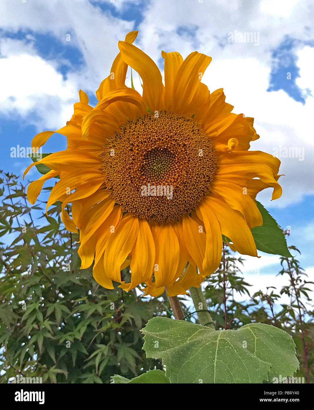 Girasole, Helianthus, arancione - giallo contro un cielo blu con nuvole Foto Stock