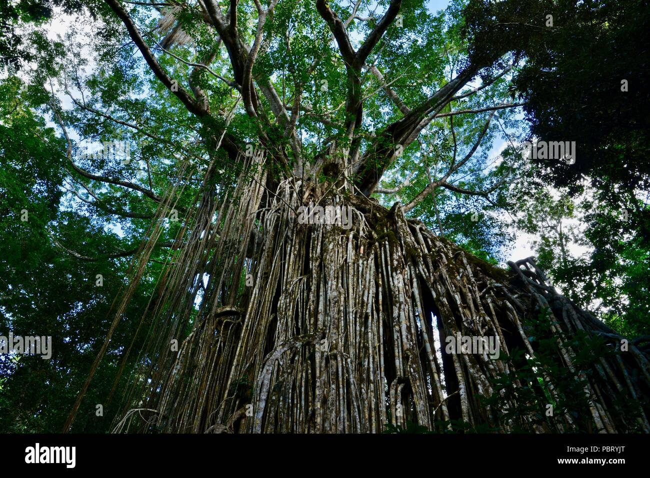 La tendina fico, curtain fig tree national park, altopiano di Atherton, QLD, Australia Foto Stock