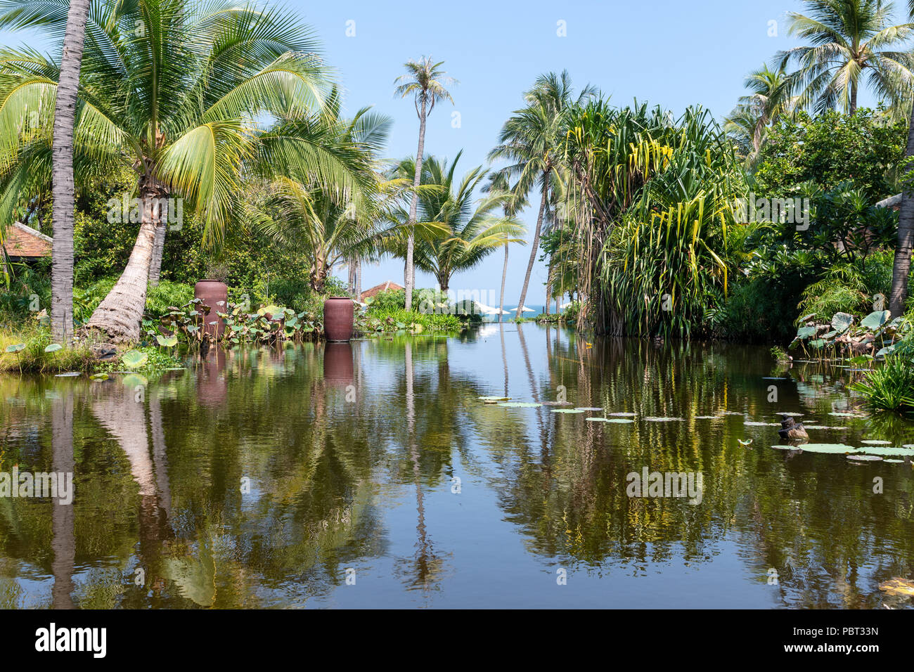 Stagno in una posizione tropicale con ninfee e palme. Foto Stock