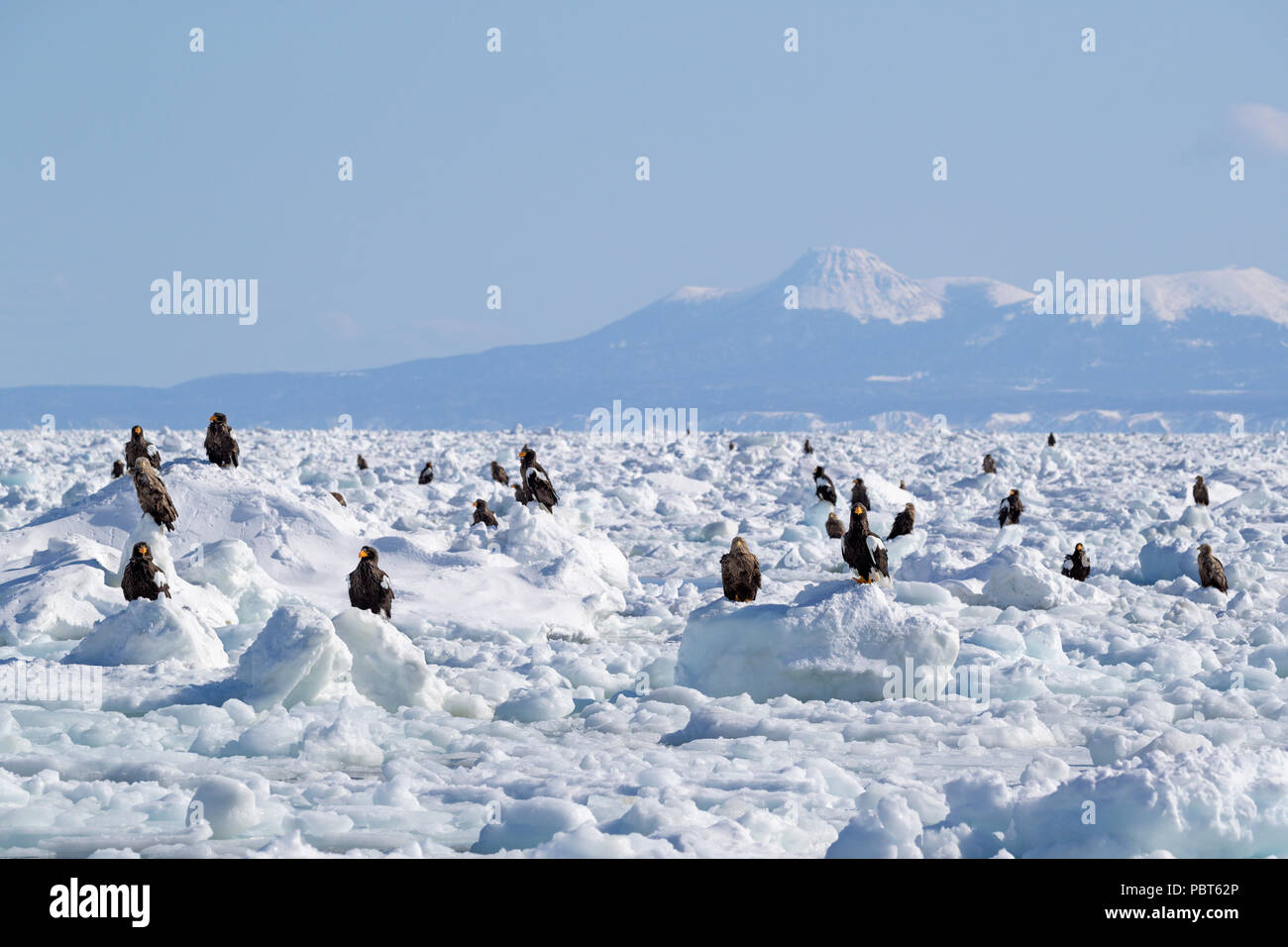 Asia, Giappone, Hokkaido, Rausu, la penisola di Shiretoko. Steller di aquile di mare wild Haliaeetus pelagicus. Foto Stock