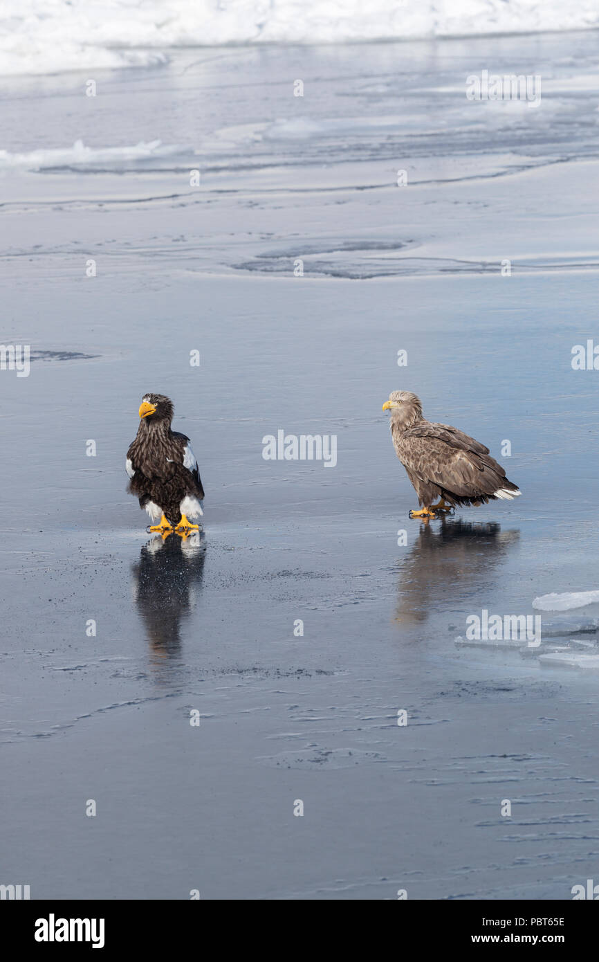 Asia, Giappone, Hokkaido, Rausu, la penisola di Shiretoko. Steller di aquile di mare (Haliaeetus pelagicus) e bianco-tailed eagle (Haliaeetus albicilla) su ghiaccio. Foto Stock