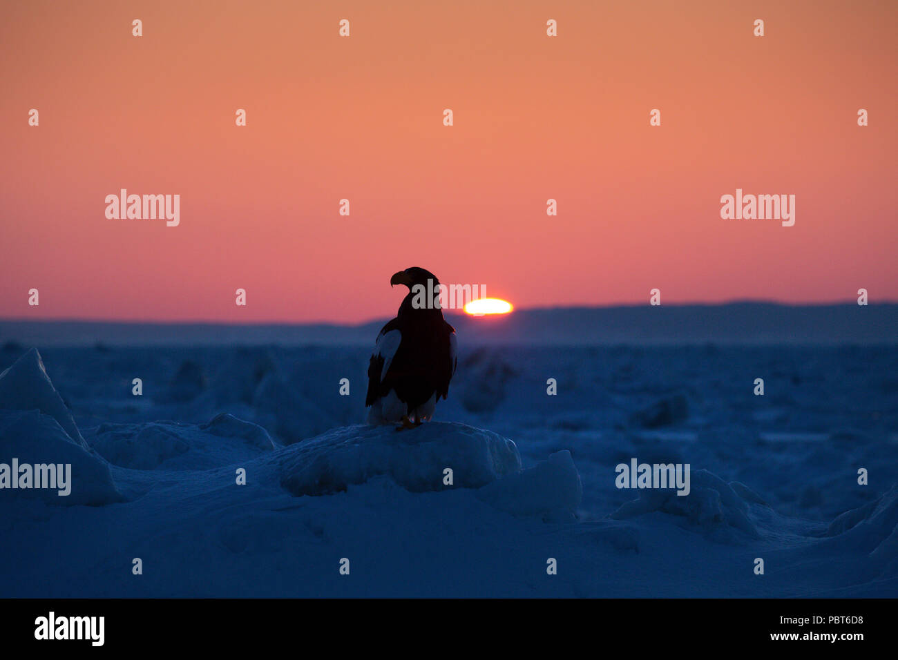 Asia, Giappone, Hokkaido, Rausu, la penisola di Shiretoko. Steller's sea eagle a sunrise. Wild Haliaeetus pelagicus. Foto Stock