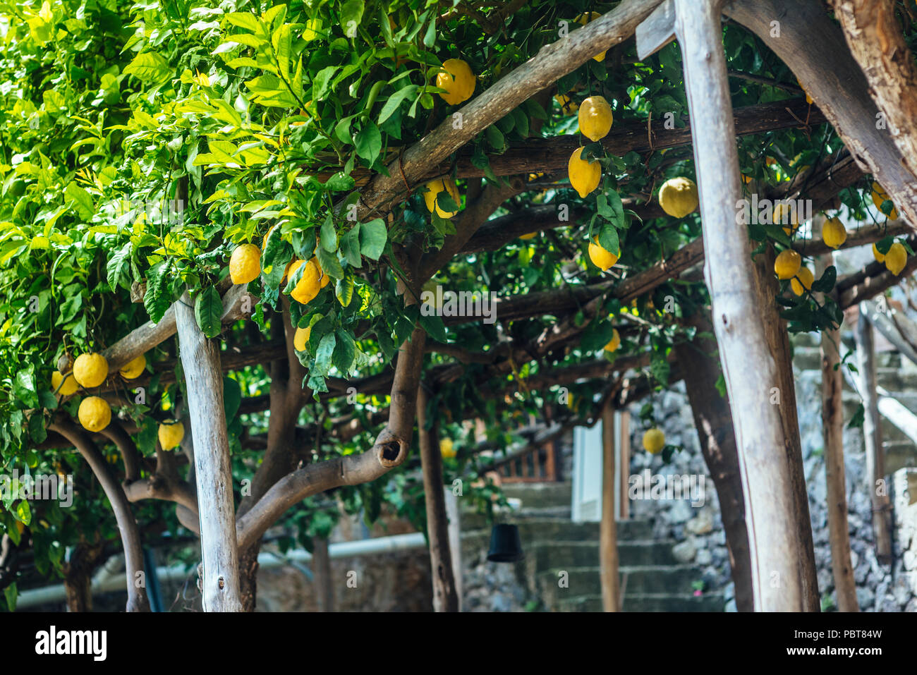 Lemon Tree in Amalfi Foto Stock