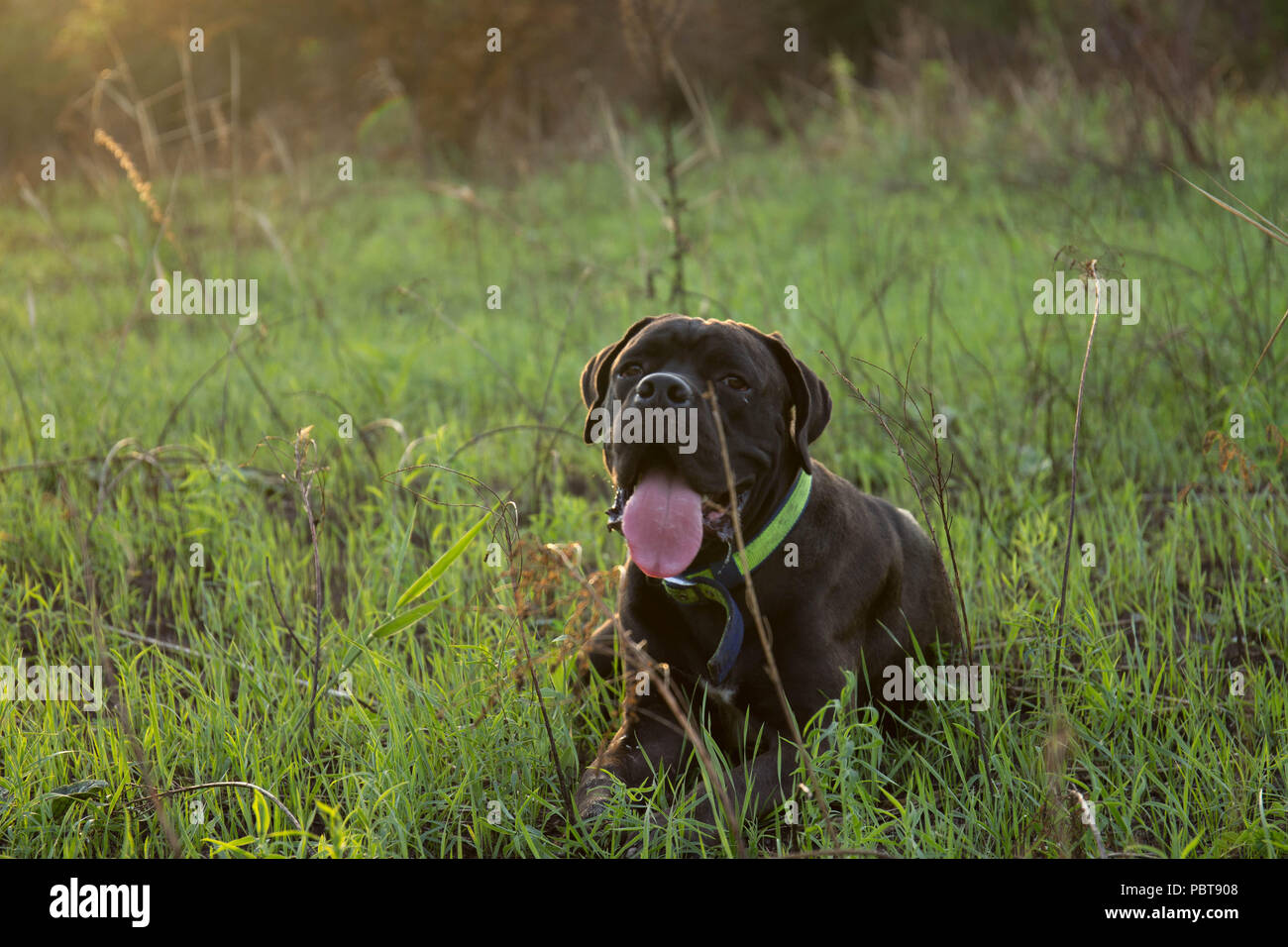 Naturale di Cane Corso cucciolo giace sull'erba con la divertente sorriso. 10 monthers vecchio. Purebreeded. Foto Stock