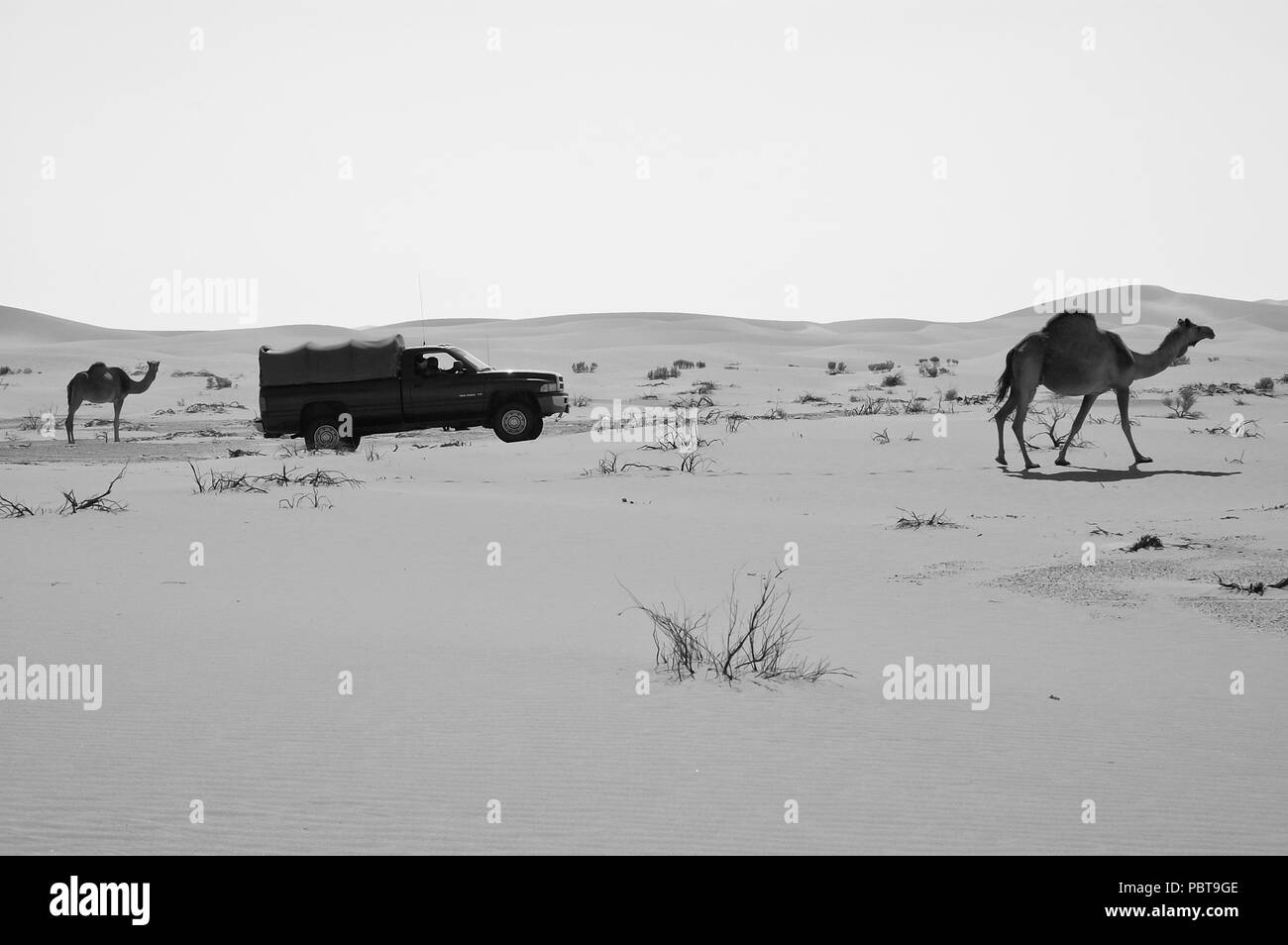 SUV auto passando da due cammelli nel quartiere vuoto deserto della penisola arabica Foto Stock