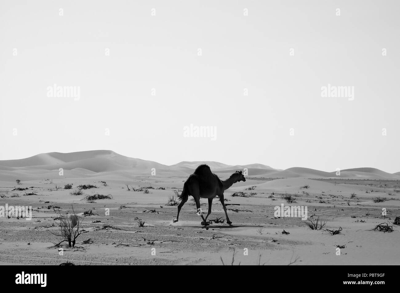 Camel nel quartiere vuoto deserto della penisola arabica. Foto Stock