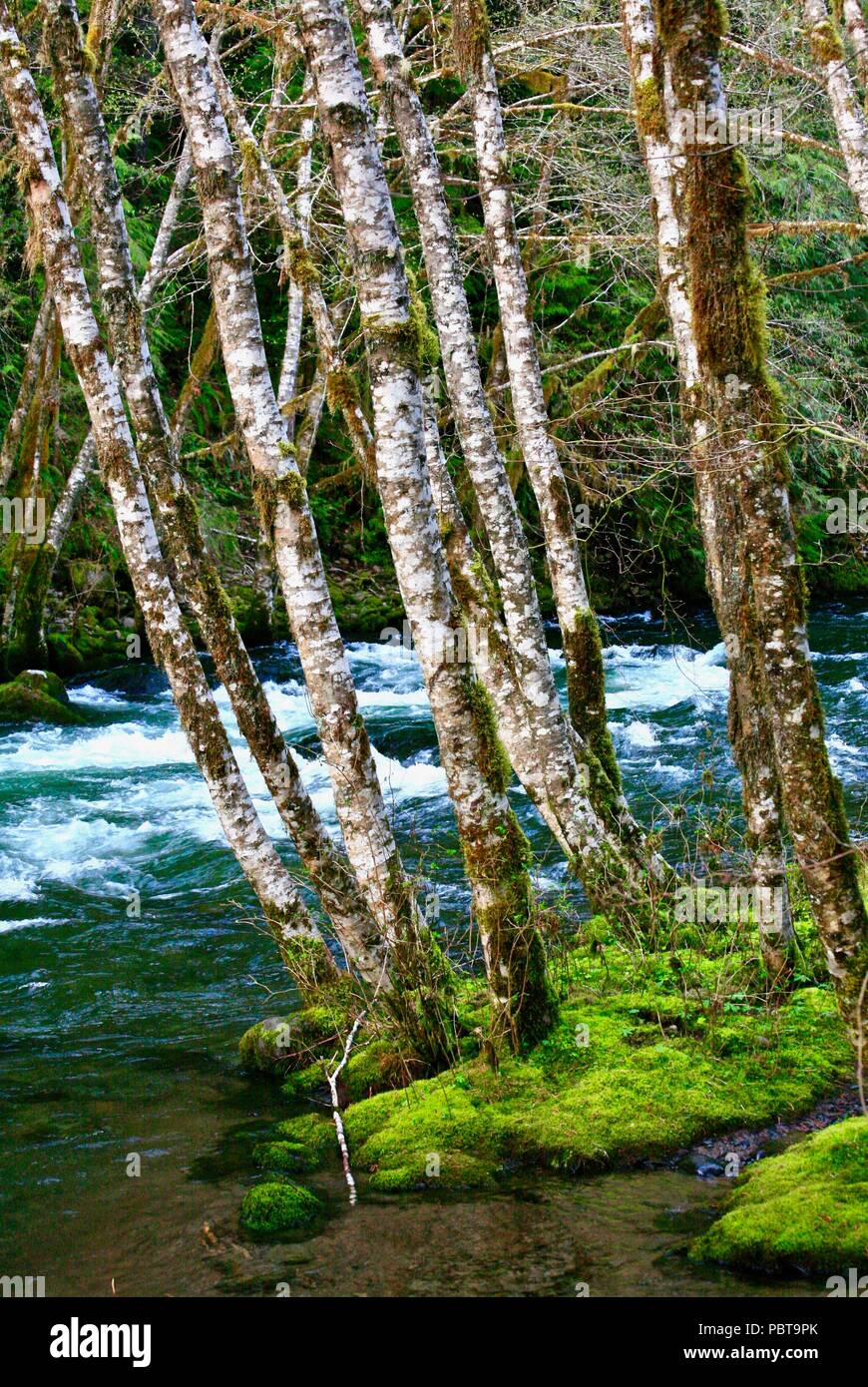 Alberi da stream-corteccia bianco e moss Foto Stock