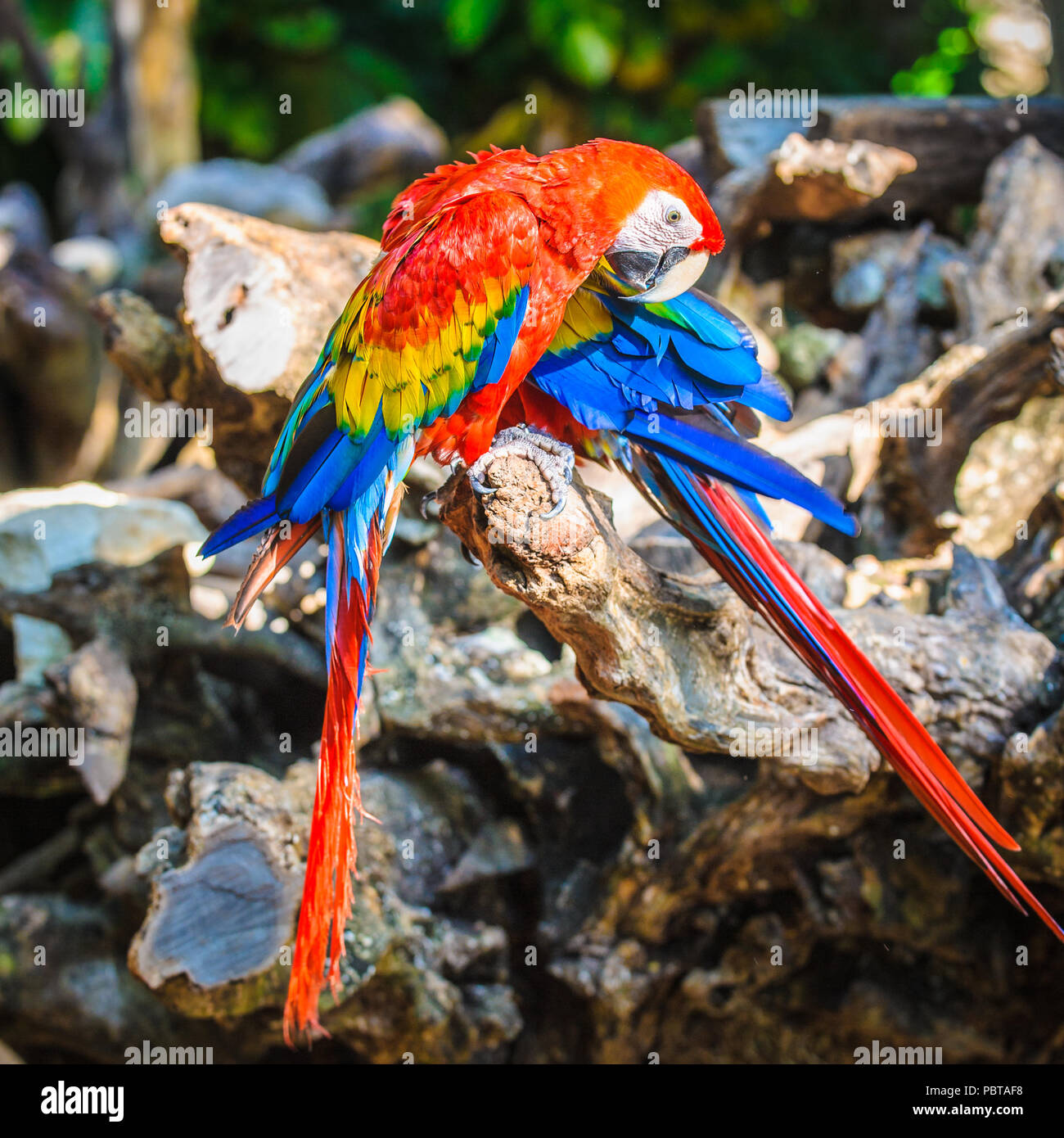 Ara, Neotropical un genere di pappagalli con otto specie esistenti e almeno due specie estinte. Foto Stock