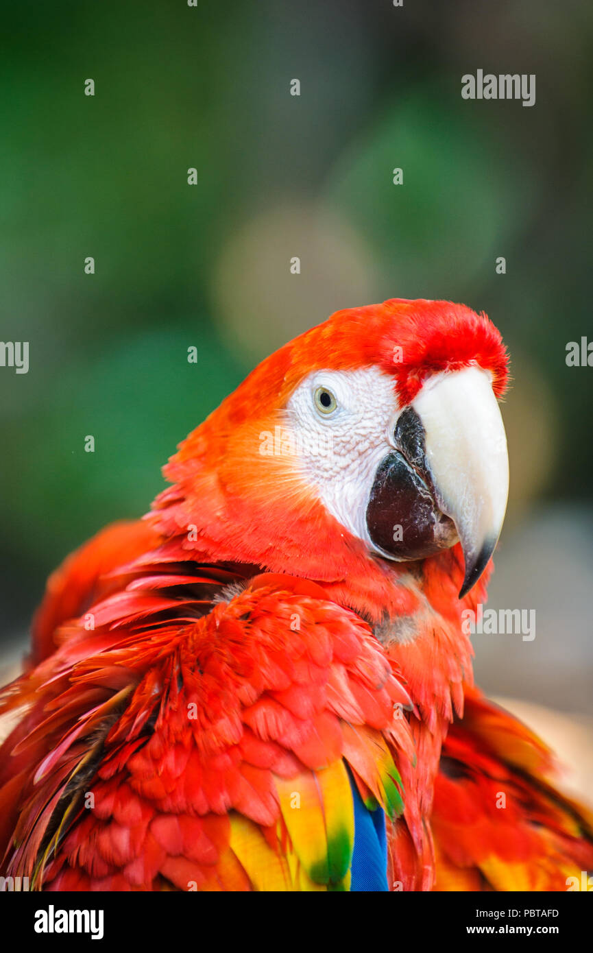 Ara, Neotropical un genere di pappagalli con otto specie esistenti e almeno due specie estinte. Foto Stock