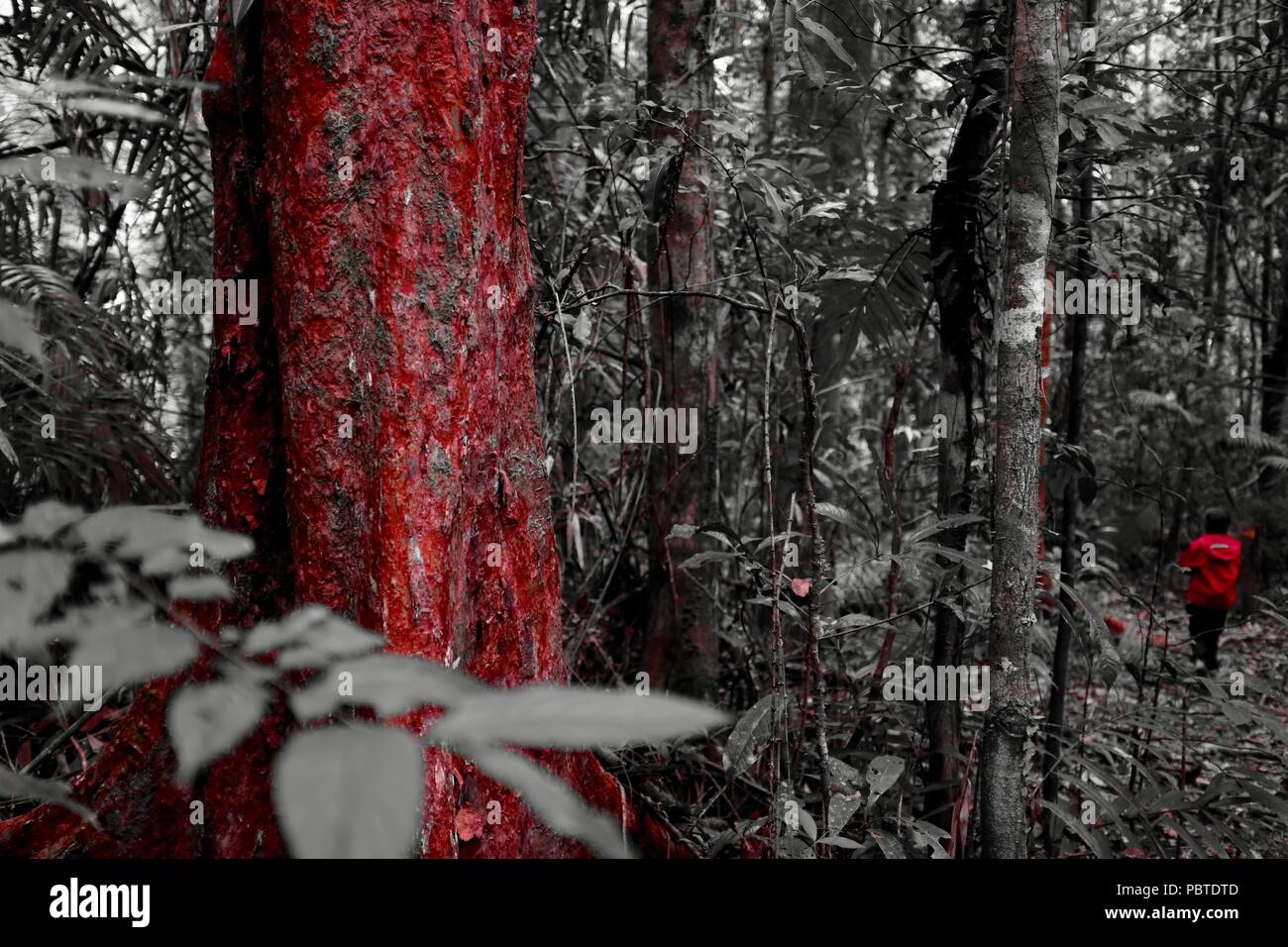 Rosso di corteccia di albero di Paperbark satinata-ceneri Syzygium papyraceum, filtro rosso foto utilizzando una fuji x100f fotocamera, Kauri Creek Walk, Queensland, Australia Foto Stock