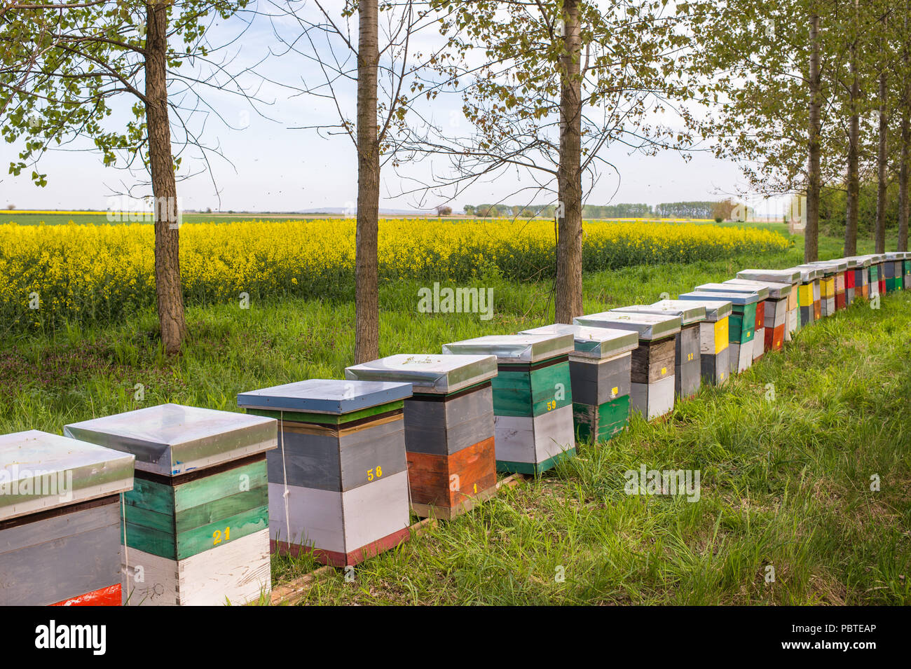 Alveare in un campo di colza Foto Stock