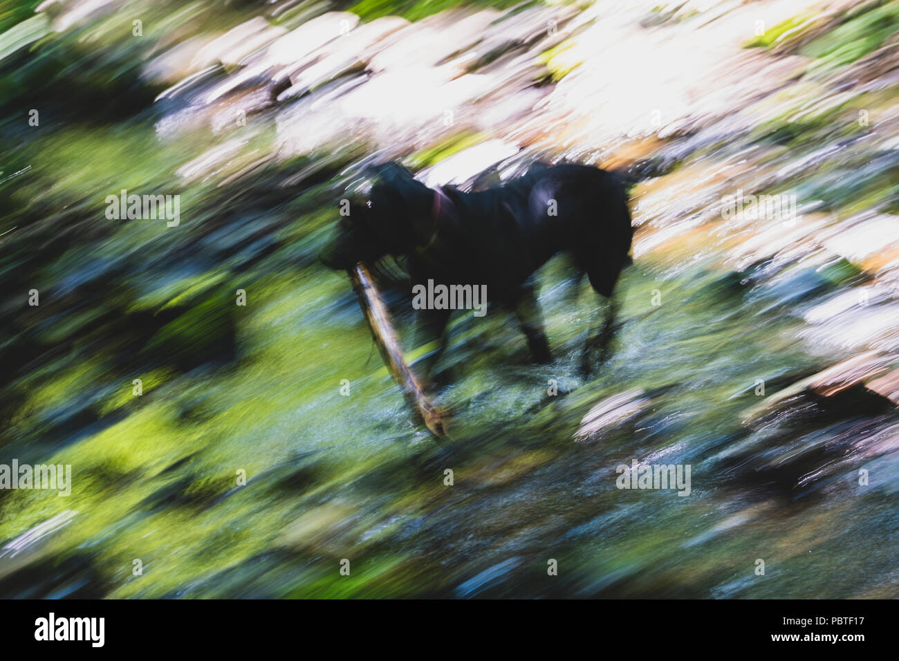 Offusca l immagine di una superficie dell'acqua del torrente illuminata dal sole in modo che il cane corre è fotografato a lunga durata. Foto Stock