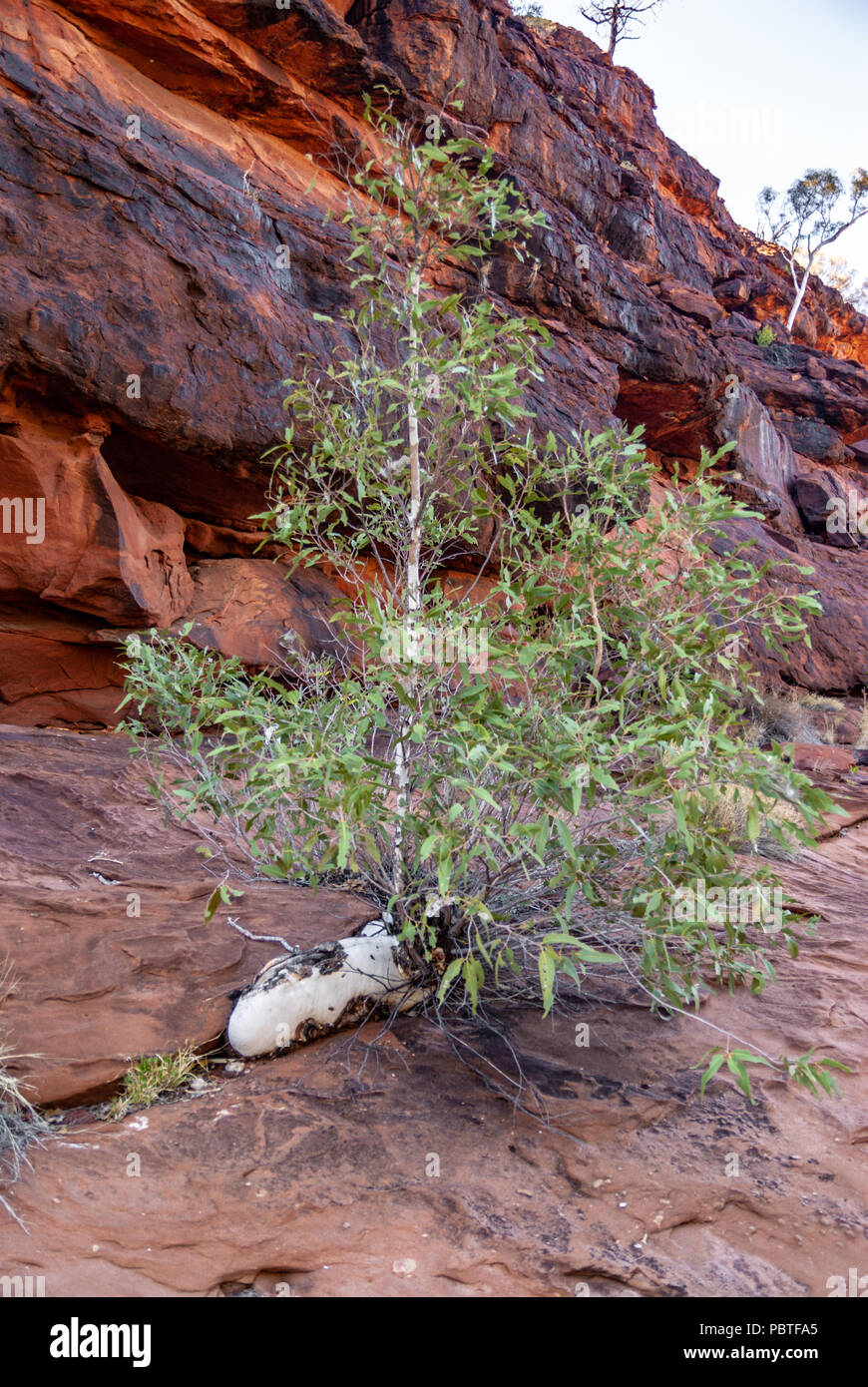 Palm Valley, Finke Gorge National Park nel Territorio del Nord, l'Australia Foto Stock