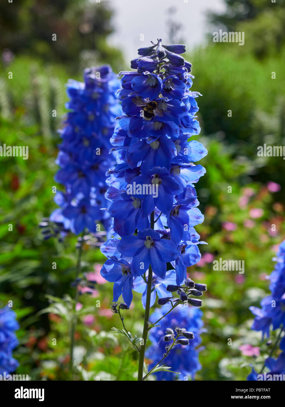 Un fiore Delphinium testa del ben noto cielo estivo varietà, mostrando la sua profonda colorazione blu che attrae un Bumble Bee. La Scozia, Regno Unito Foto Stock