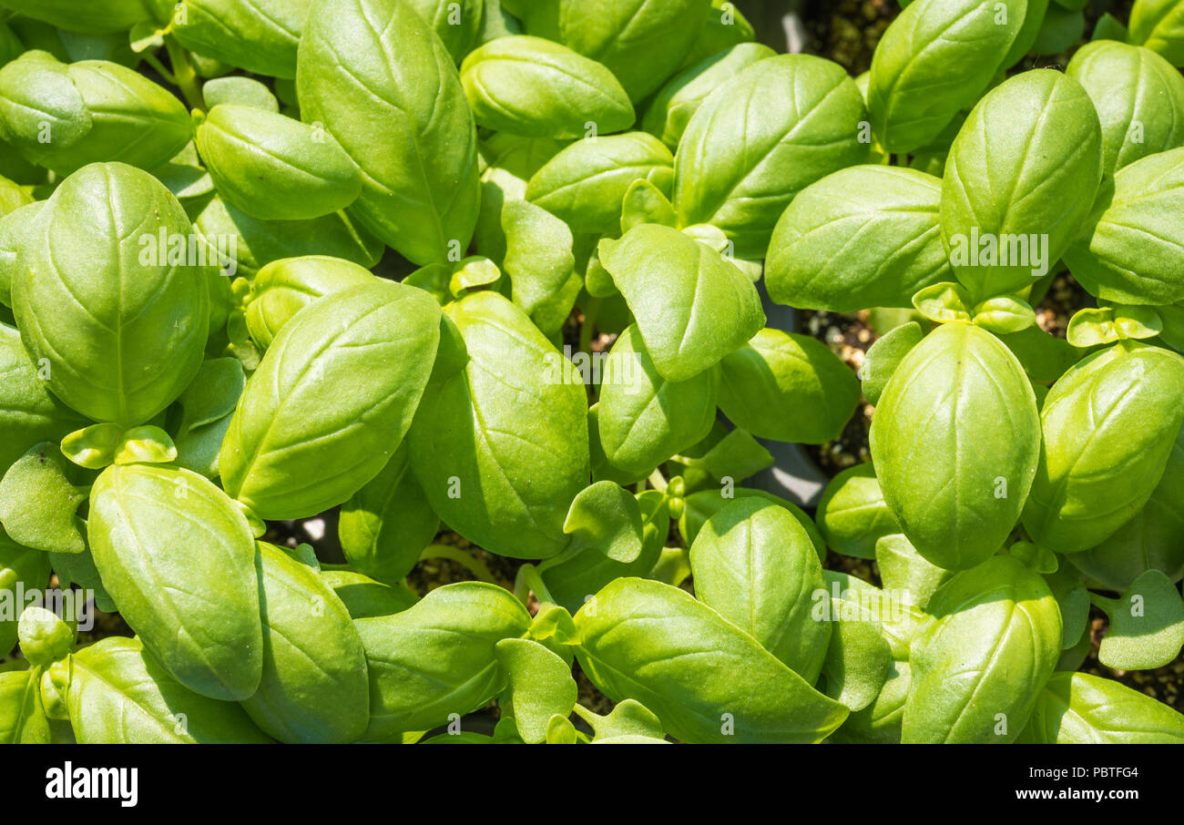 Piantine di basilico, verde piantina herp aromatici (Ocimum basilicum) Foto Stock