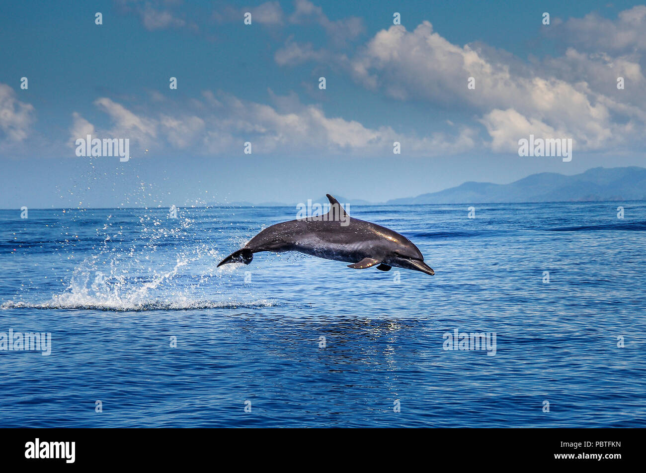 Jumping dolphin immagine presa vicino all isola di Coiba in Panama Oceano Pacifico Foto Stock