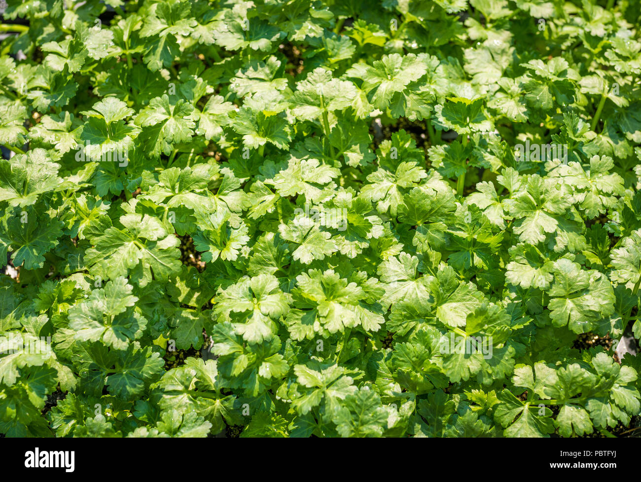 Flat-lasciarono il prezzemolo. Petroselinum crispun. foglie di prezzemolo. Foglie verdi. Il prezzemolo cresce in giardino Foto Stock