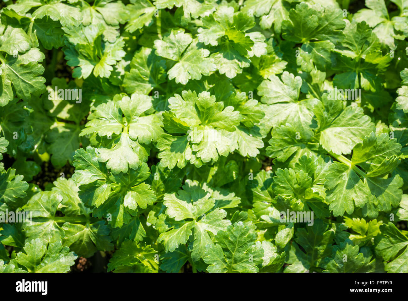 Flat-lasciarono il prezzemolo. Petroselinum crispun. foglie di prezzemolo. Foglie verdi. Il prezzemolo cresce in giardino Foto Stock