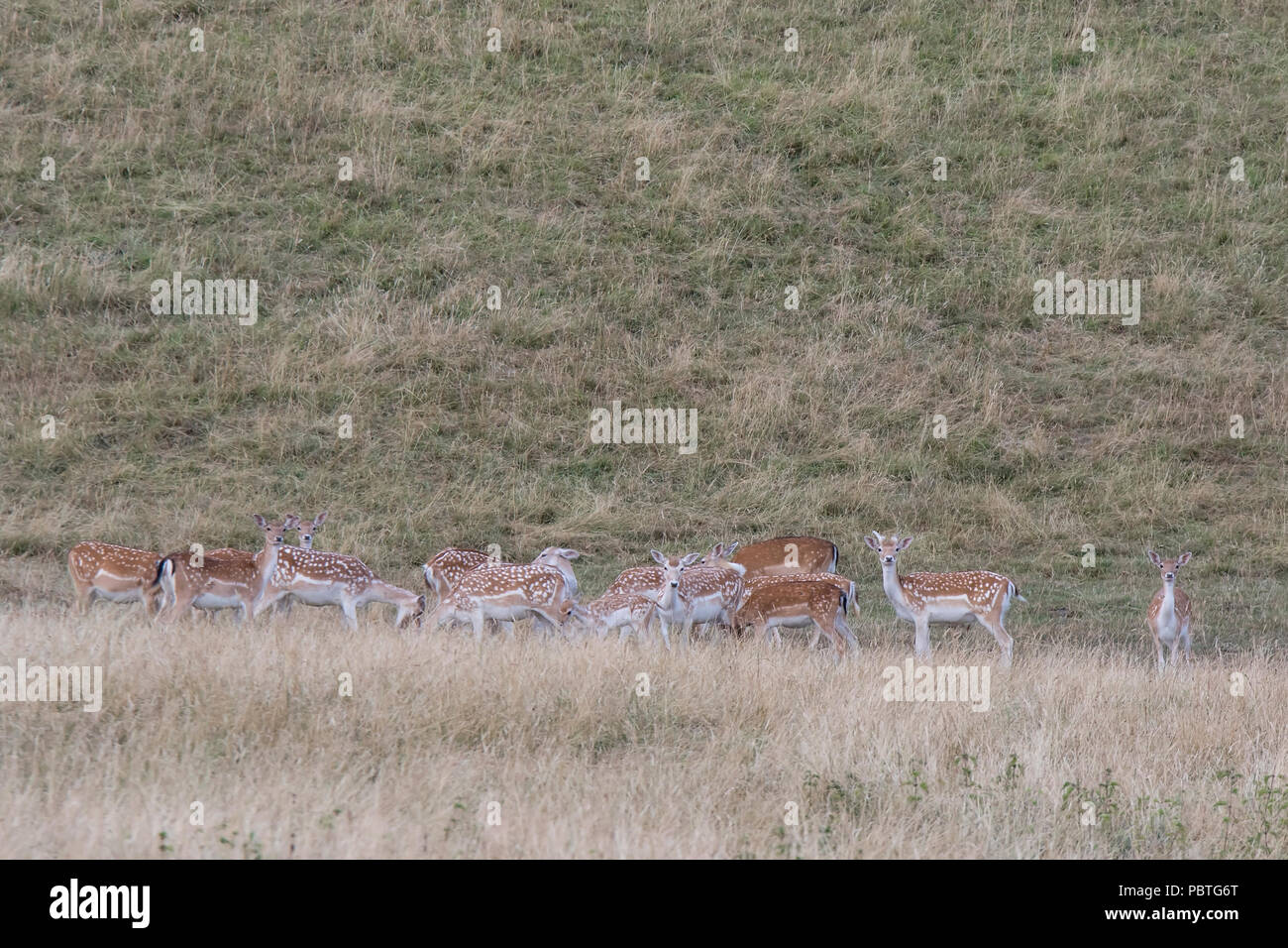 Maschio e femmina di Daini in una serata foto a piedi per daini presso il National Trust Dyrham Park, Bristol Foto Stock