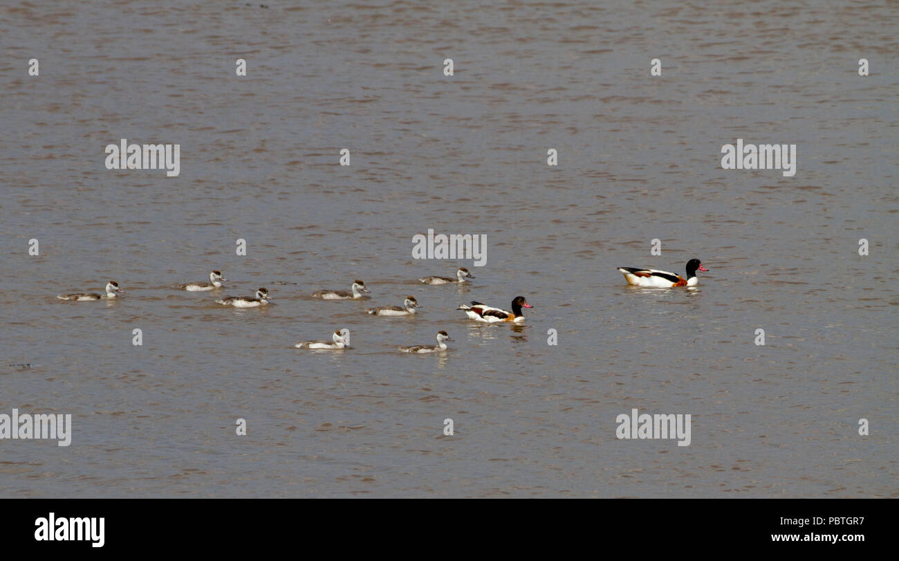 Famiglia di Shelducks sul fiume Severn Foto Stock