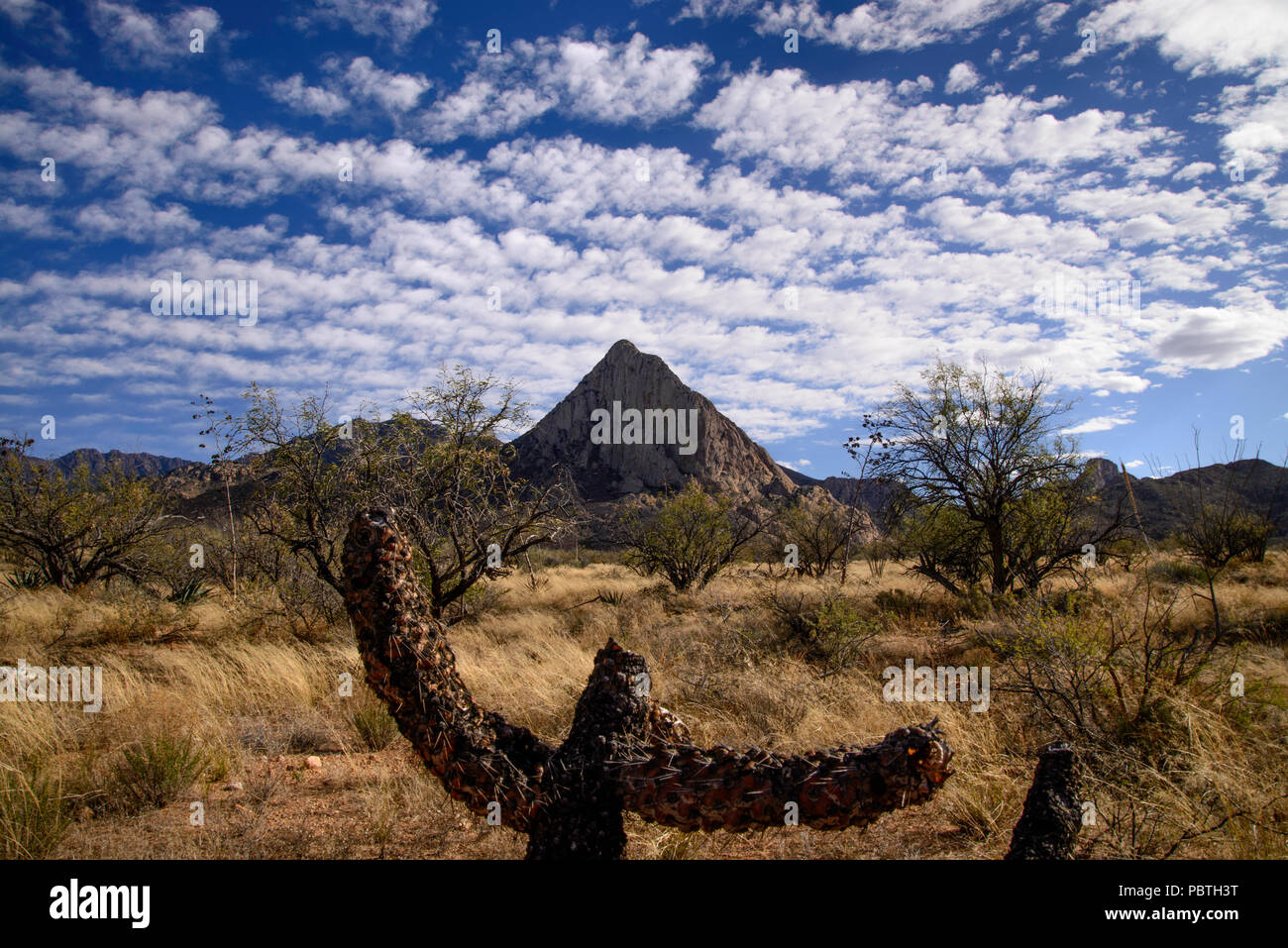 Testa di elefante, Deserto Sonoran, Foresta Nazionale di Coronado, Santa Rita montagne, Green Valley, Arizona, Stati Uniti. Foto Stock