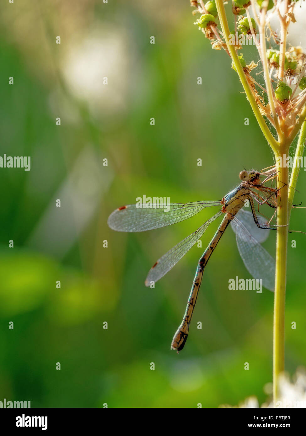 Una scarsa Damselfly Smeraldo, Lestes dryas, con la preda, in estate il sole. Foto Stock