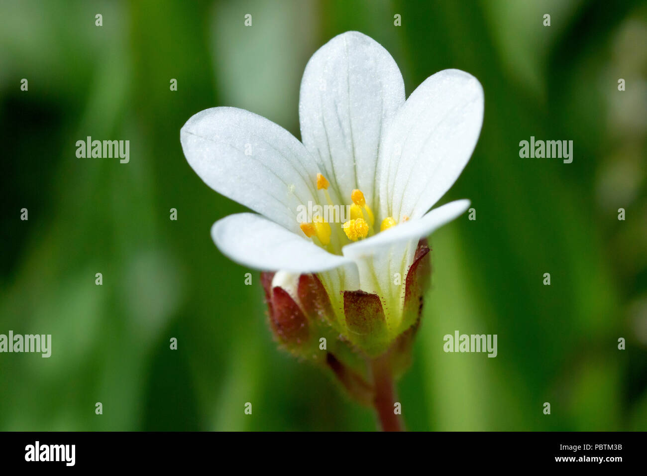 Prato Sassifraga (saxifraga granulata), in prossimità di un unico fiore con bud. Foto Stock