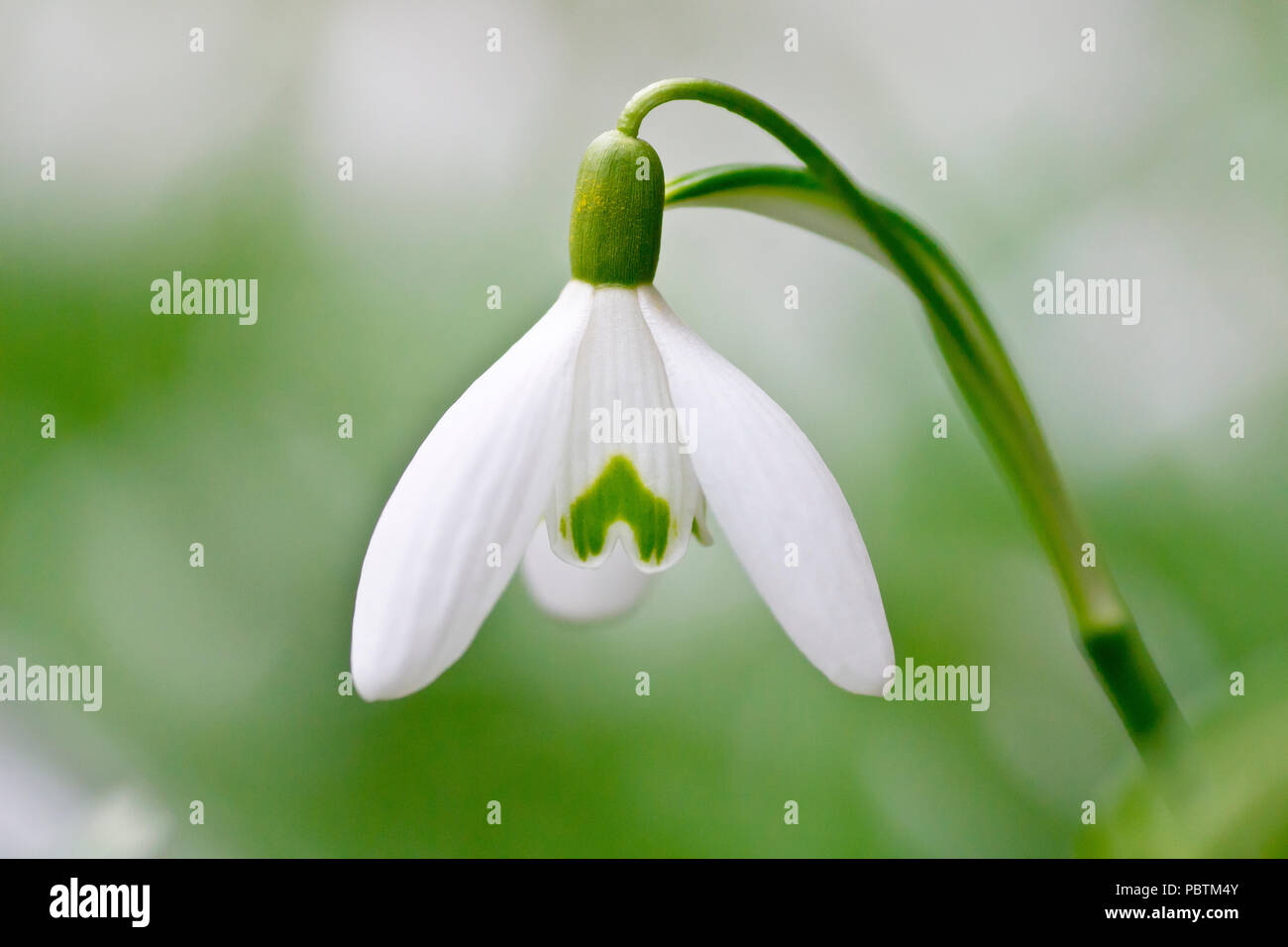 Snowdrop (Galanthus nivalis), in prossimità di un unico fiore con limitata profondità di campo. Foto Stock