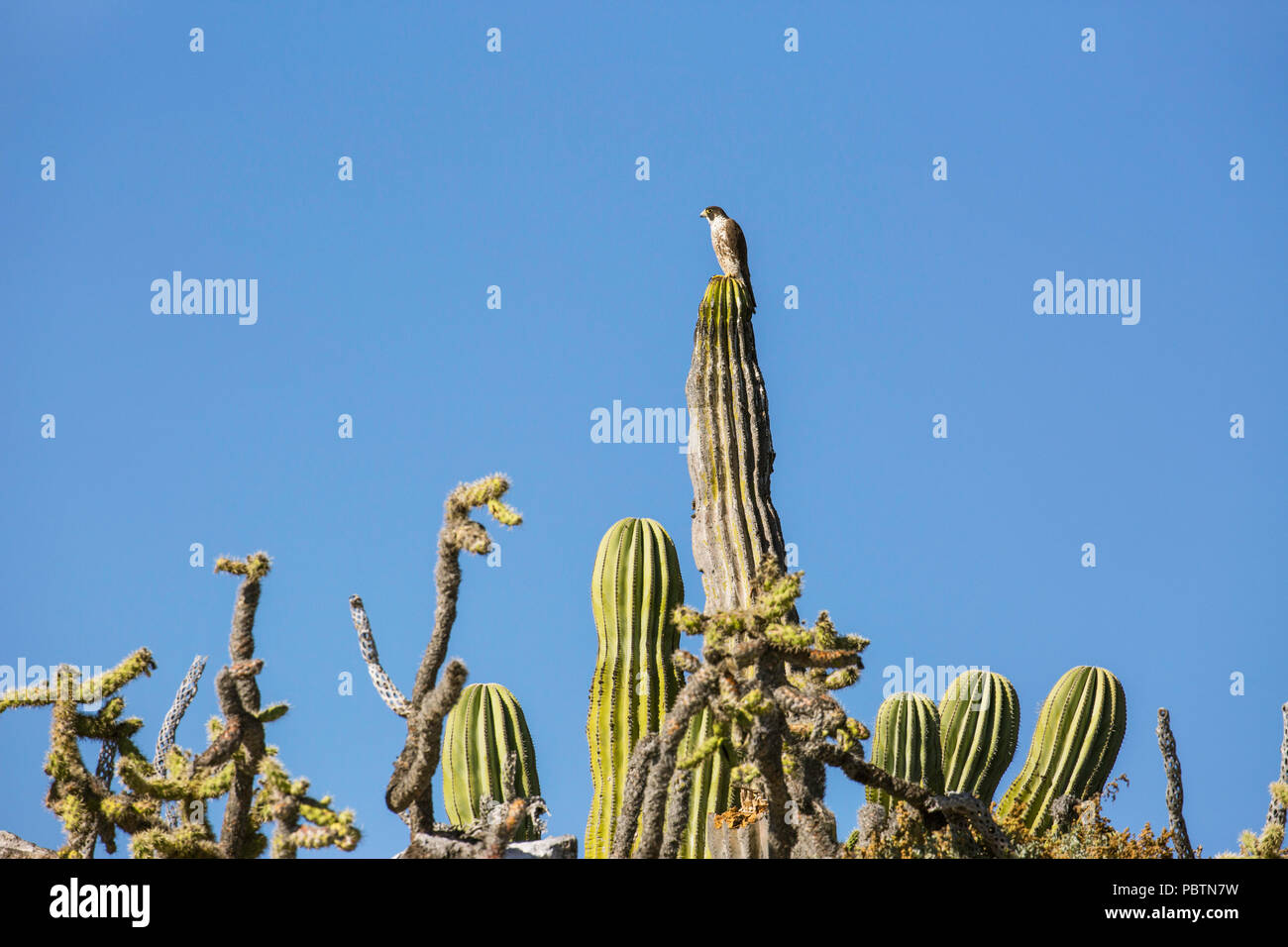 Adulto falco pellegrino, Falco peregrinus, su cardon cactus, Isla Rasa, Baja California, Messico. Foto Stock