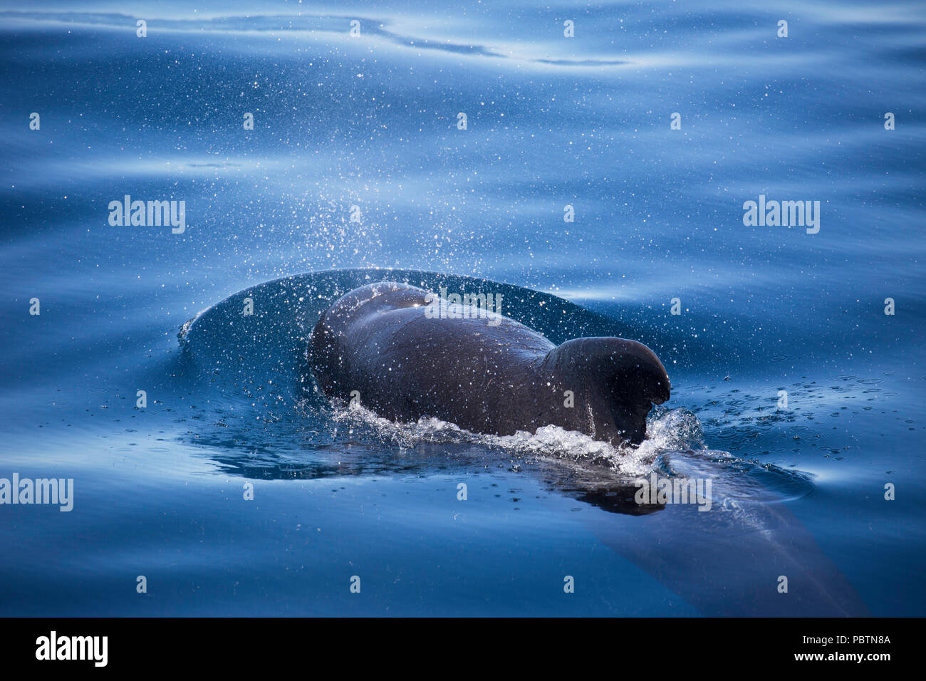 Adulto a breve alettato di Balene Pilota, Globicephala macrorhynchus, affiorante vicino a Isla Danzante, BCS, Messico. Foto Stock