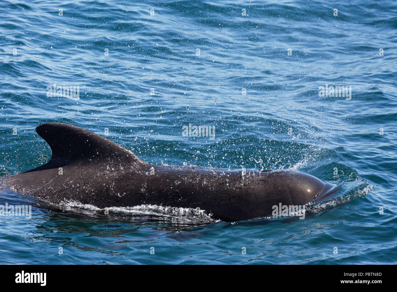 Bull a breve alettato di Balene Pilota, Globicephala macrorhynchus, affiorante vicino a Isla Danzante, BCS, Messico. Foto Stock