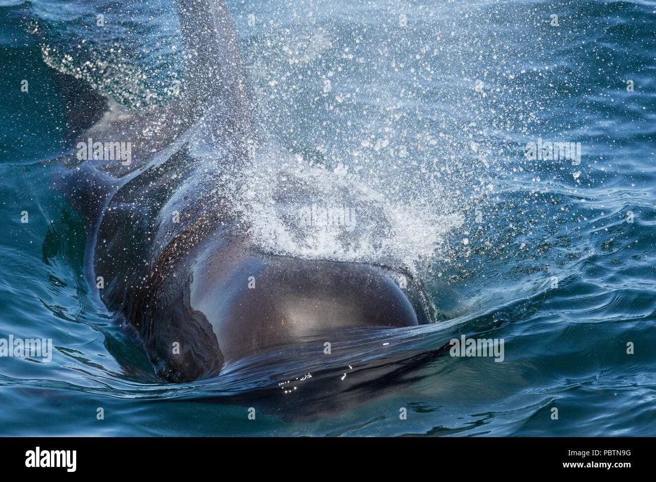 Bull a breve alettato di Balene Pilota, Globicephala macrorhynchus, affiorante vicino a Isla Danzante, BCS, Messico. Foto Stock