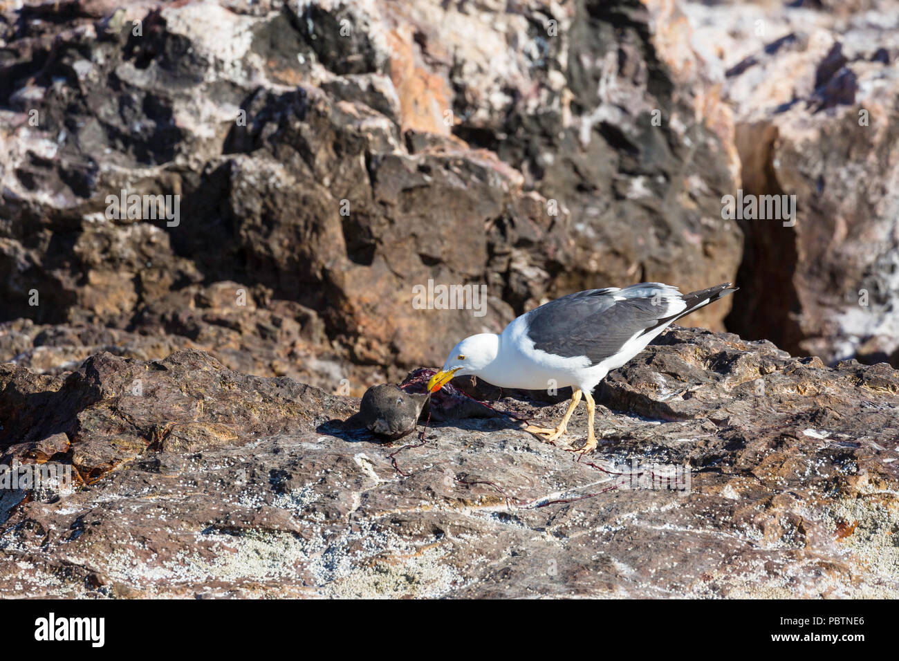 Adulto giallo-footed gabbiano, Larus vivacizza, alimentazione su un sea lion pup, Isla Rasa, Baja California, Messico. Foto Stock