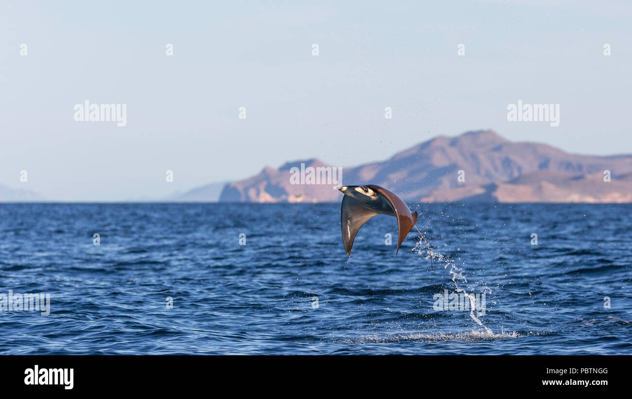 Adulto Munk pigmeo del diavolo ray, Mobula munkiana, saltando vicino a Isla Danzante, Baja California Sur, Messico. Foto Stock