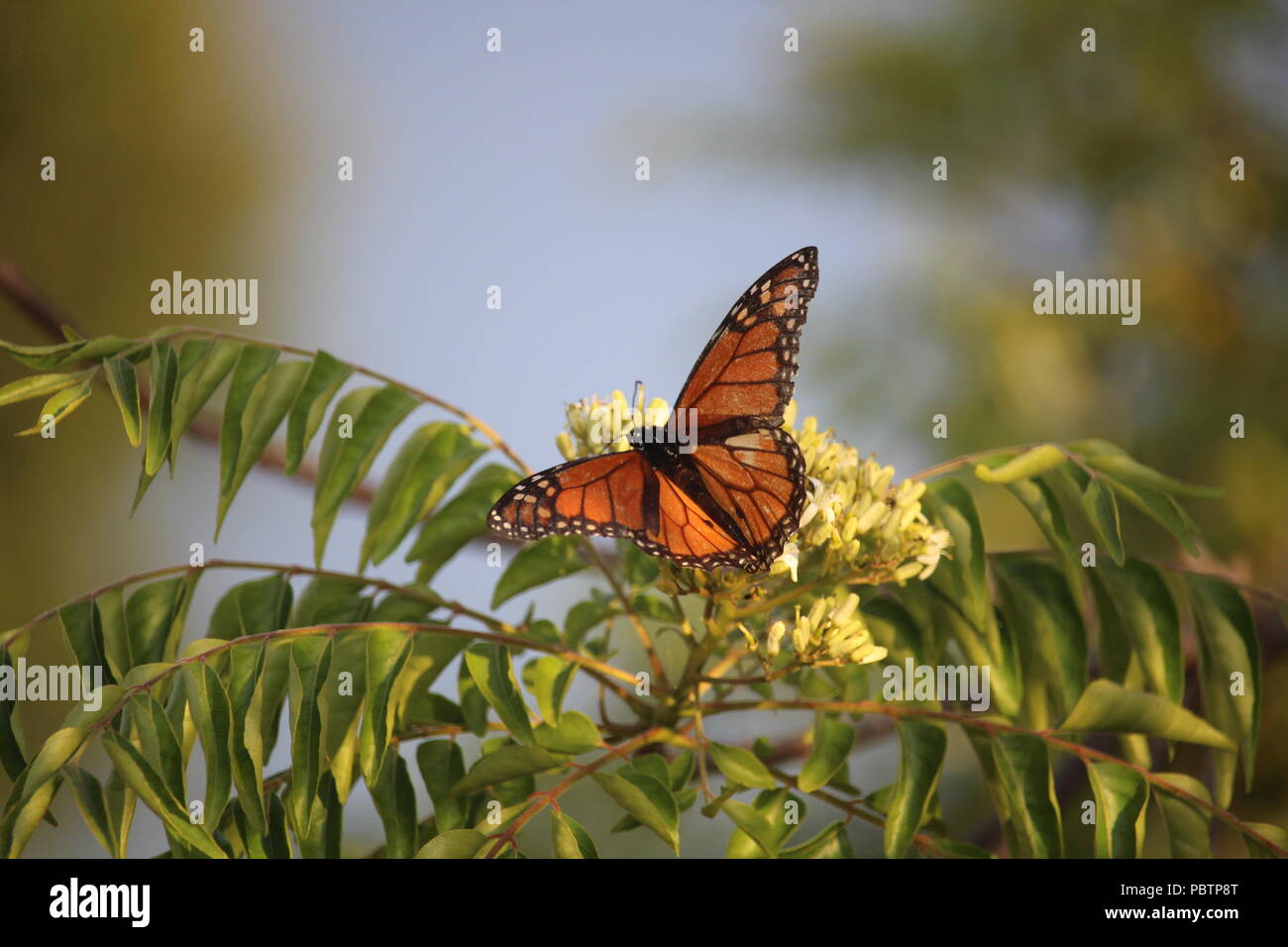 Farfalla monarca Foto Stock