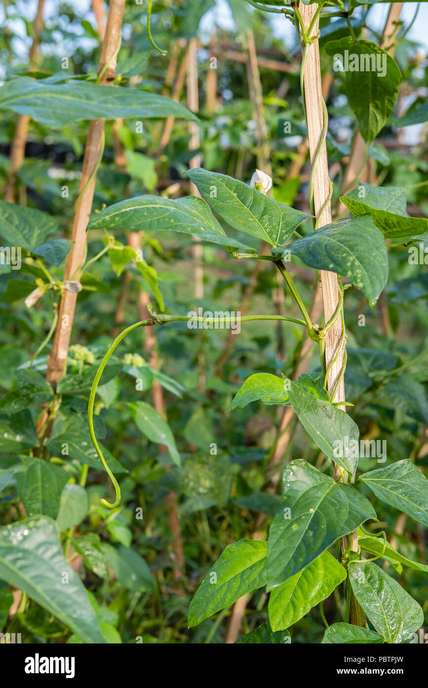 Organici di yardlong semina di fagioli Foto Stock