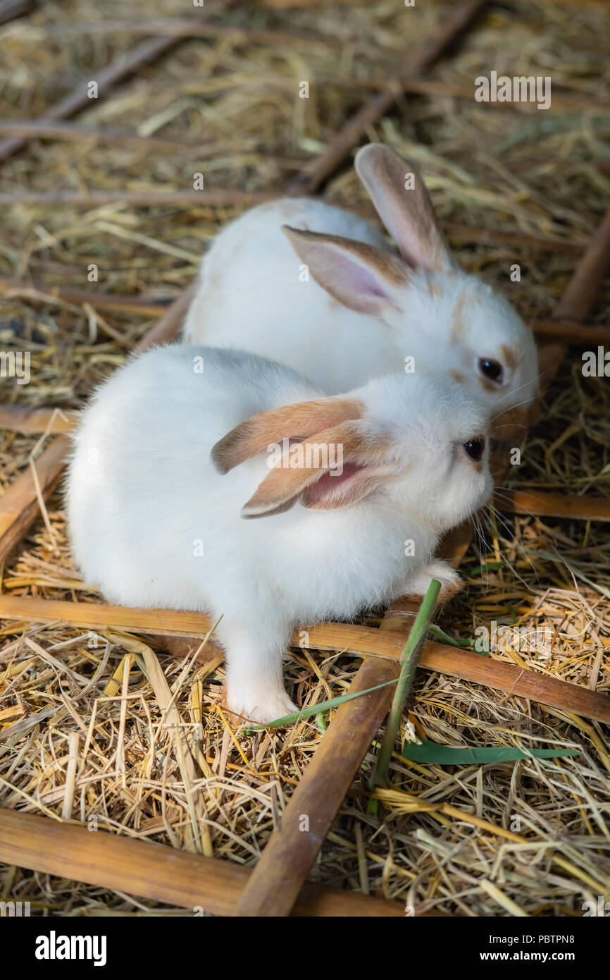 Due simpatici baby bianco conigli mangiare erba sul terreno della paglia  Foto stock - Alamy