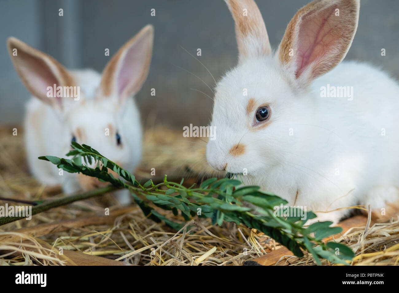 Due simpatici baby bianco conigli mangiare erba sul terreno della paglia  Foto stock - Alamy