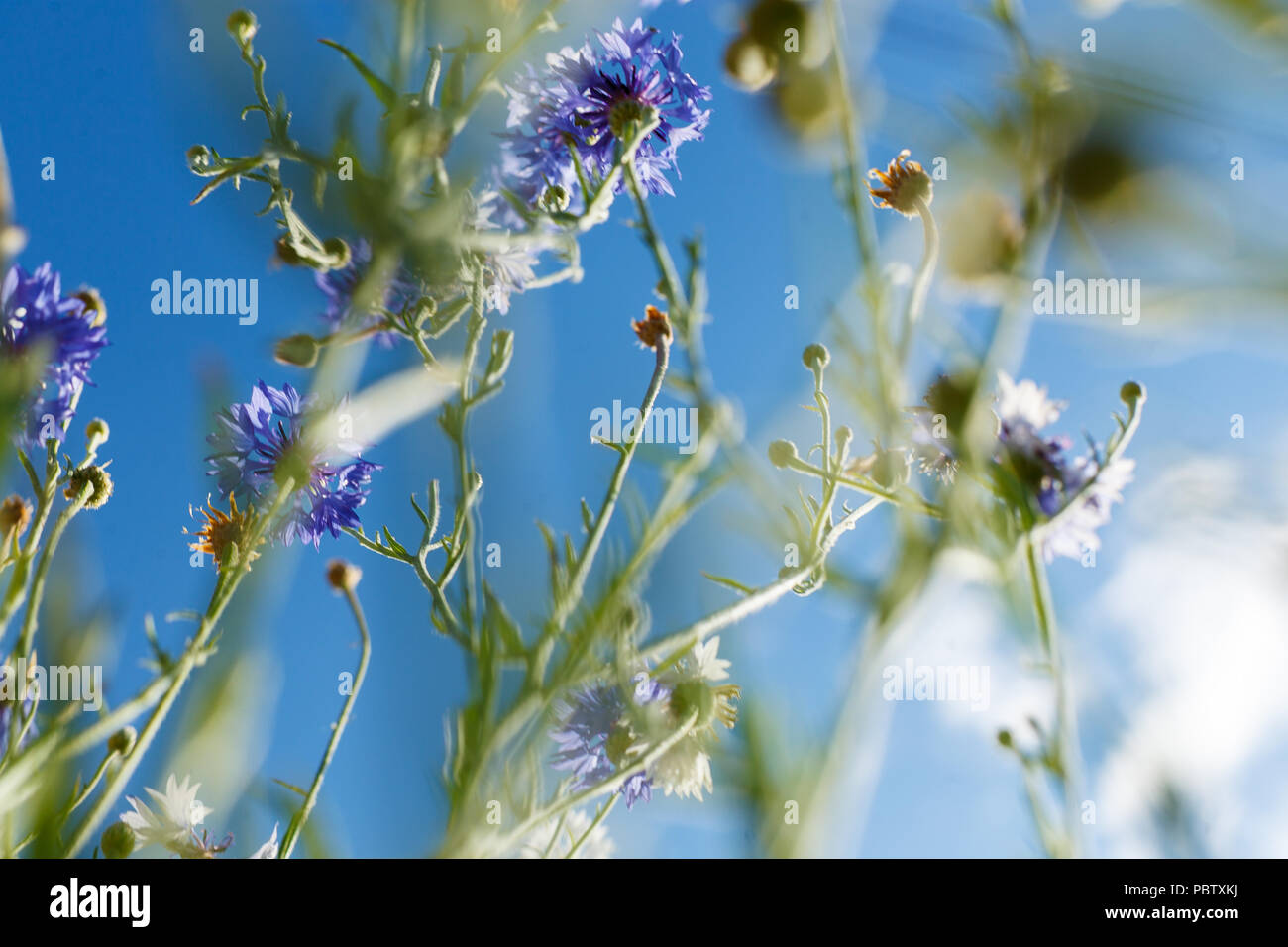 Cosmo Fiore e il cielo Foto Stock