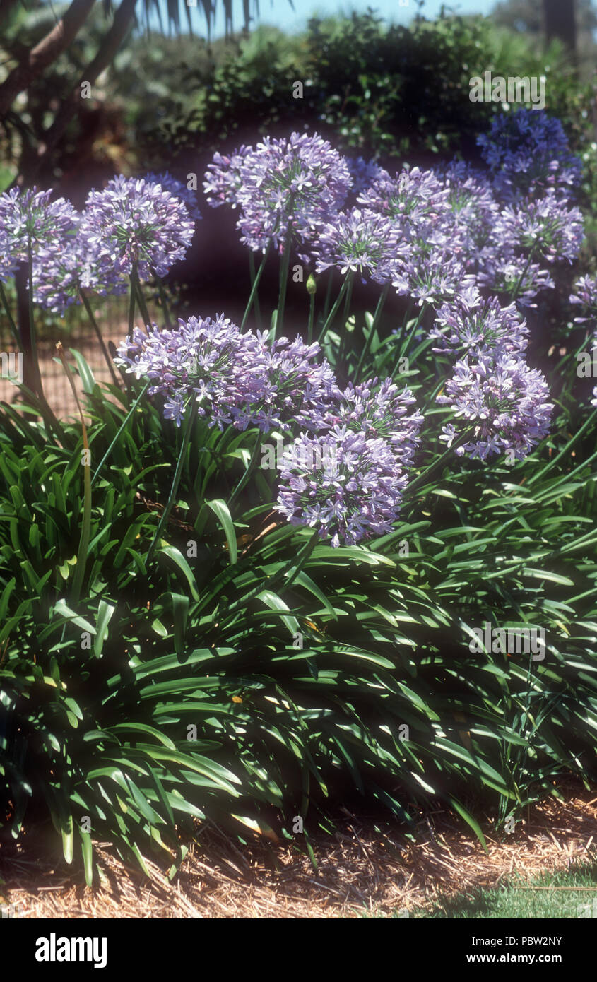 L'Agapanthus blu fiorisce bordando un sentiero del giardino. Foto Stock