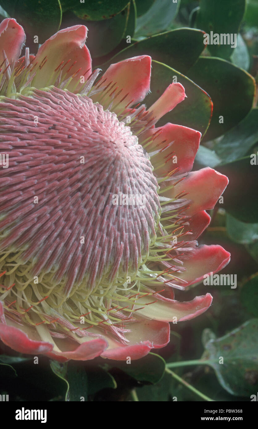 Gigante o RE PROTEA (PROTEA CYRANOIDES) AUSTRALIA Foto Stock