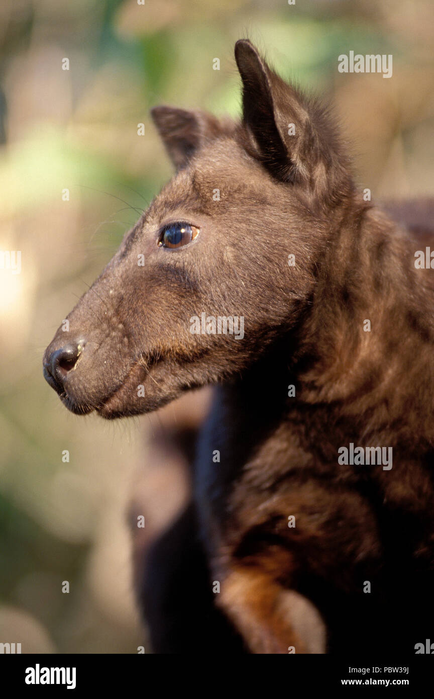 Nero-footed ROCK WALLABY (PETROGALE LATERALIS) Territorio del Nord, l'AUSTRALIA Foto Stock